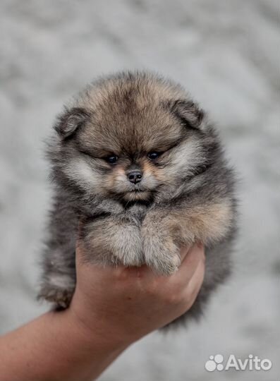 Щенки шпица