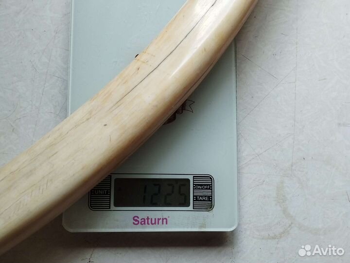 Зуб морского животного