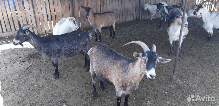 Козье молоко