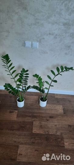 Цветы для дома замиокулькас фикус диффенбахия