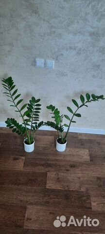 Цветы для дома замиокулькас фикус диффенбахия