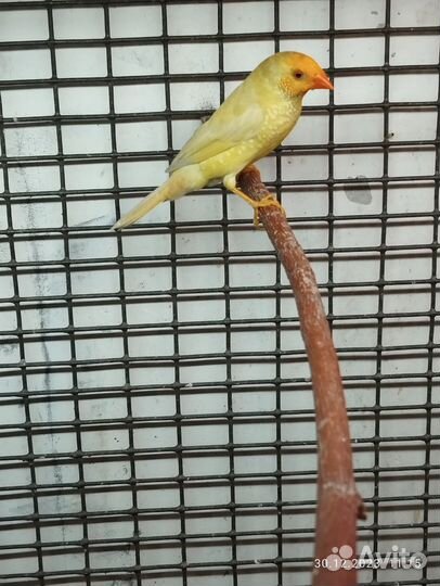 Амадины и астрильды