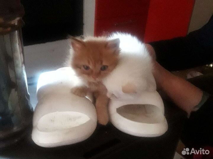 Котята мальчишки