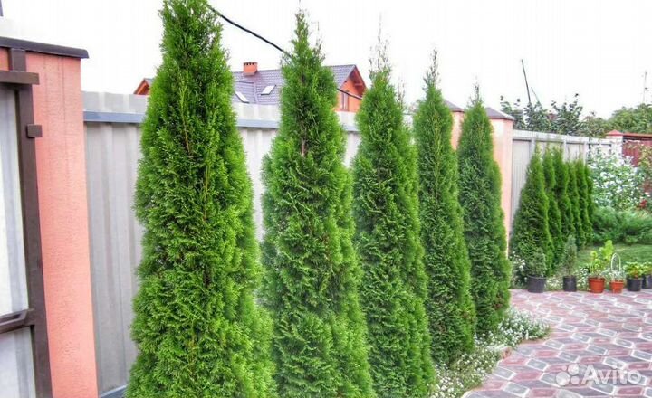 Туя западная