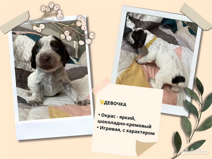 Щенки русского спаниеля