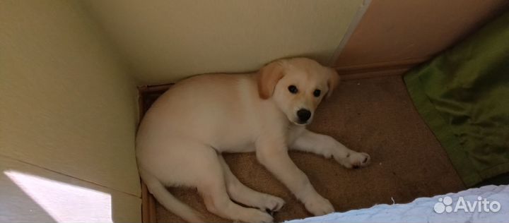 Собака в добрые руки отдам бесплатно