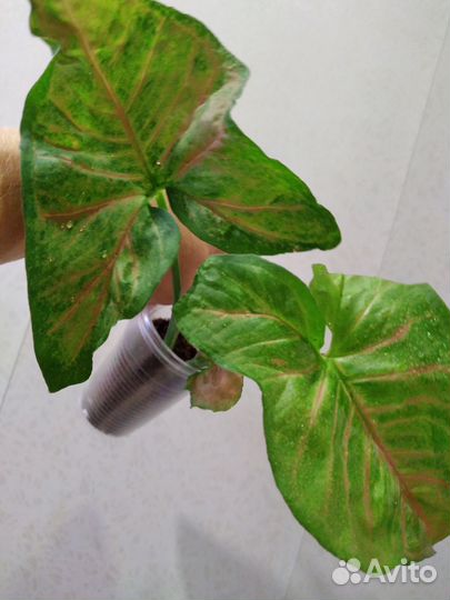 Сингониумы #2