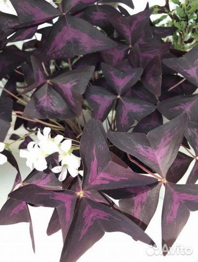 Кислица Оксалис