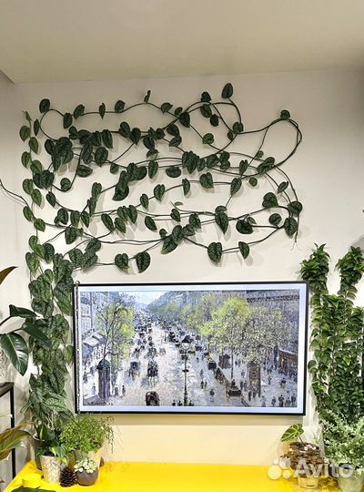 Сциндапсус комнатные растения