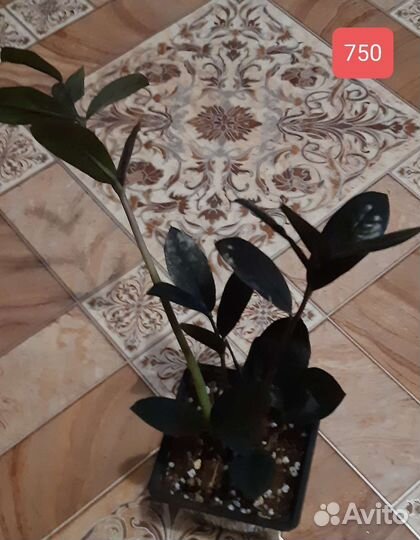 Замиокулькас черный равен