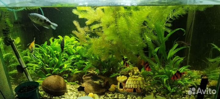 Аквариумные рыбки