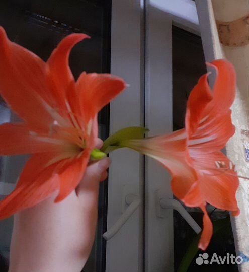 Комнатная лилия (гиппеаструм orange rascal). Детка