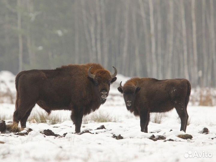 Экскурсия — Брест — Путешествие В Беловежскую Пущу