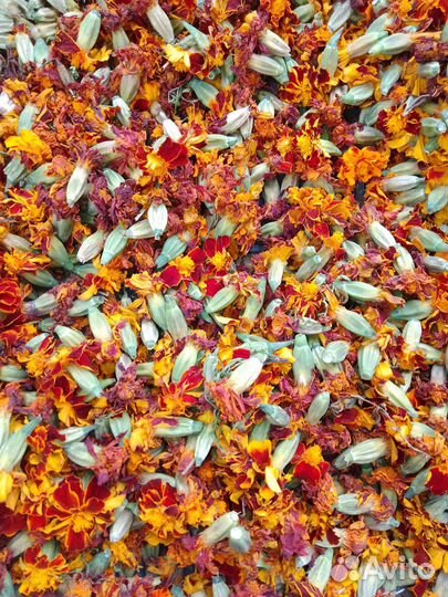 Бархатцы сушеные цветки