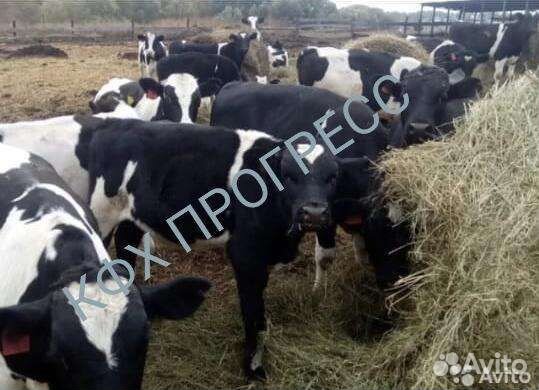 Телята бычки