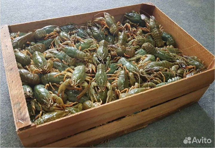 Раки