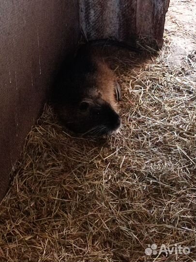 Нутрии живьём