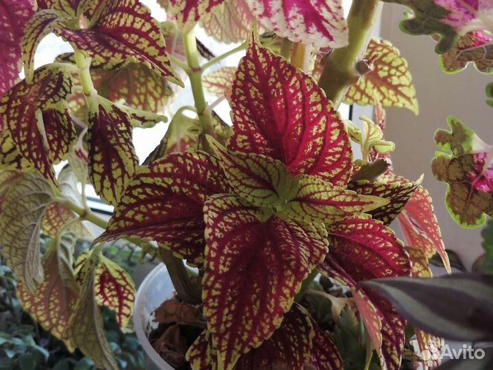 Колеусы вегетативные