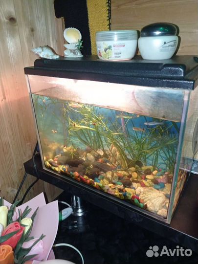 Аквариум