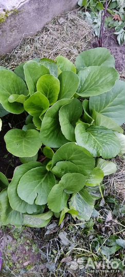 Камассия остаток