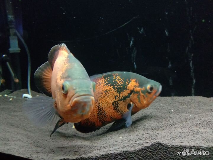 Астранотус