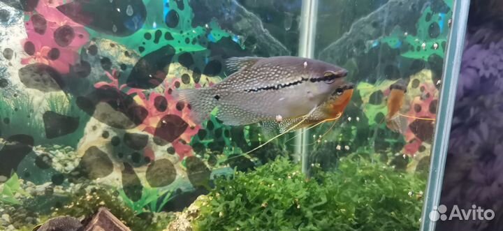 Аквариум с тумбой 100 литров