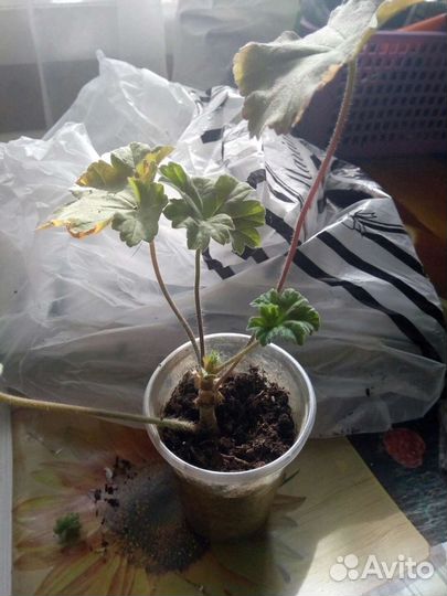 Пеларгония герань