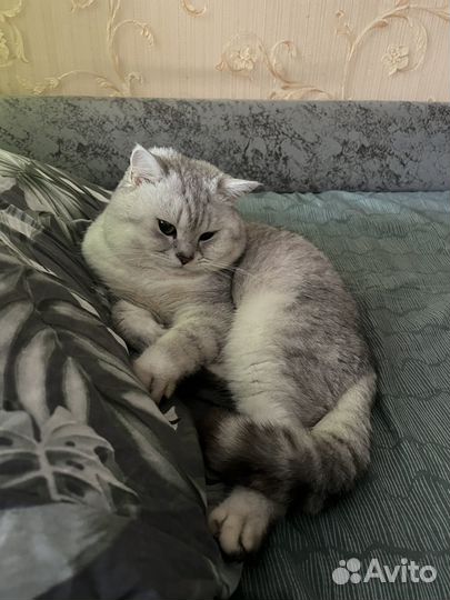 Шотландский кот вязка