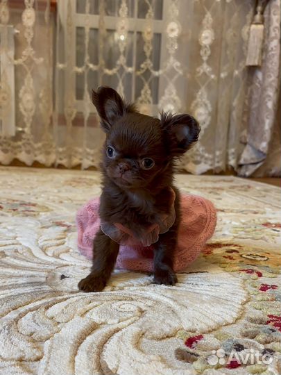 Девочка миничка