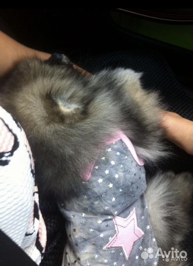 Одежда для собак