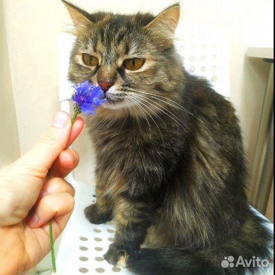 Рина ищет дом