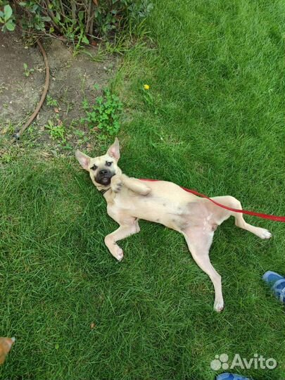 Собака в добрые руки