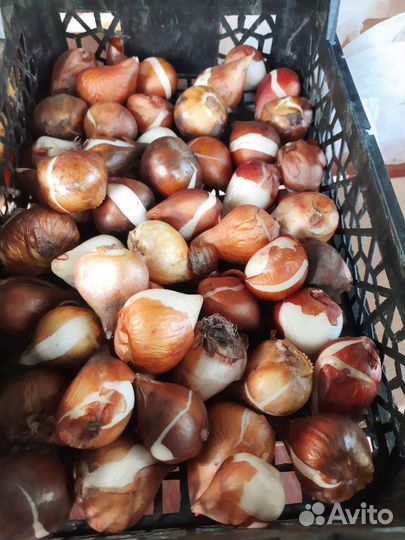 Луковицы тюльпанов