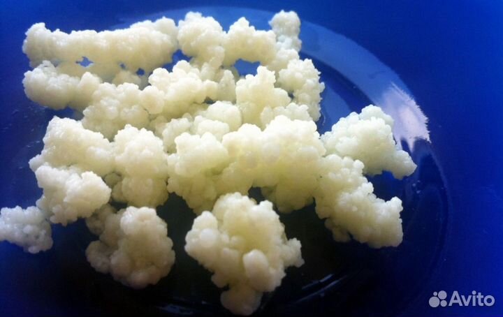 Тибетский (кефирный) молочный гриб