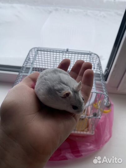 Хомяки джунгарики с клеткой