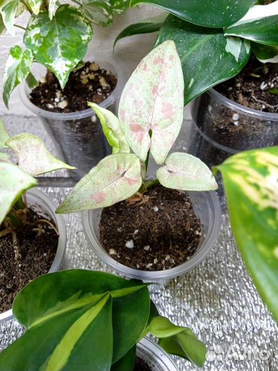 Аглаонемы, сингониумы и другие растения