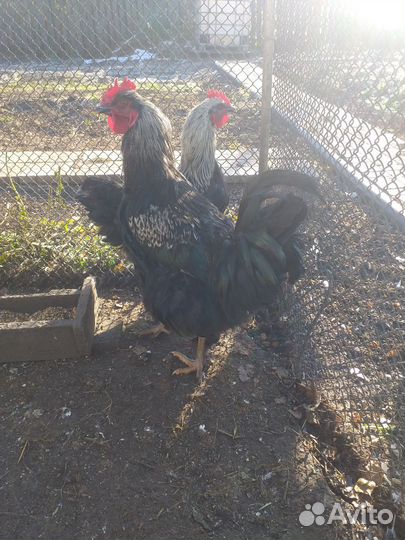 Петушки 6 мес