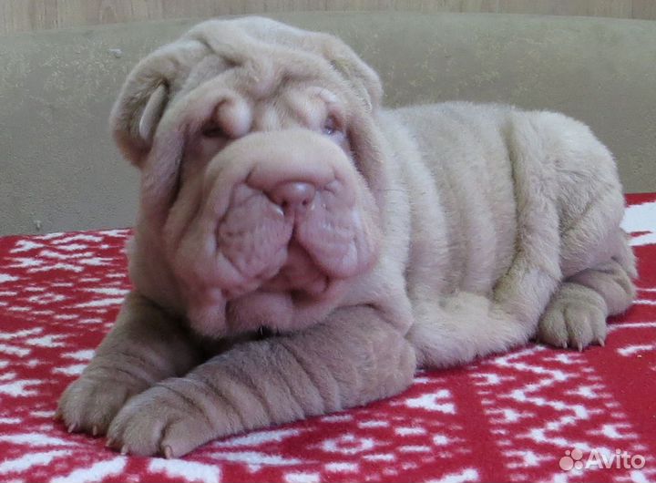 Щенки Шарпея