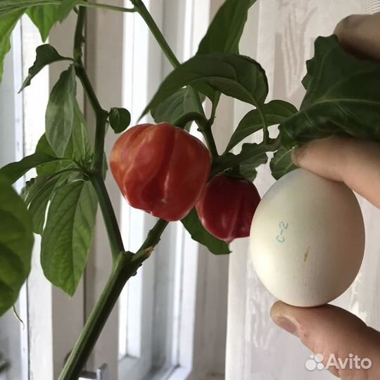 Кусты, семена, плоды перца Habanero Red