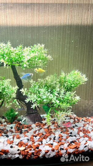 Аквариумные рыбки