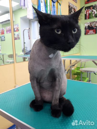 Бритьё кошек на дому или с выездом