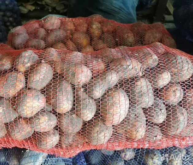 Картофель свежий урожай