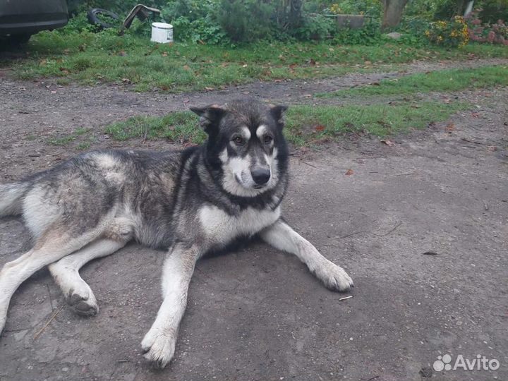 Песик в добрые руки