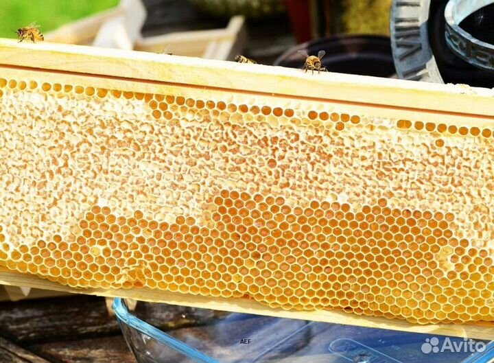 2024 Мёд натуральный с Алтая опт