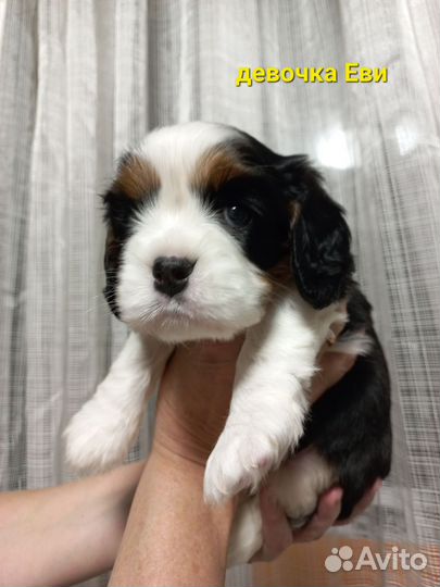 Кавалер кинг чарльз спаниель