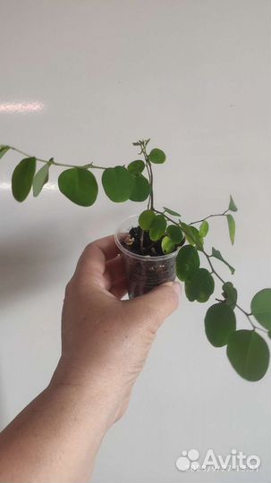 Брейния снежная