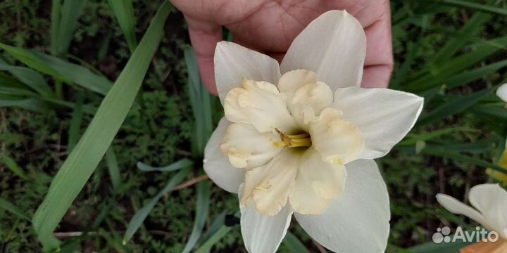 Луковицы нарциссов.Ченджинг