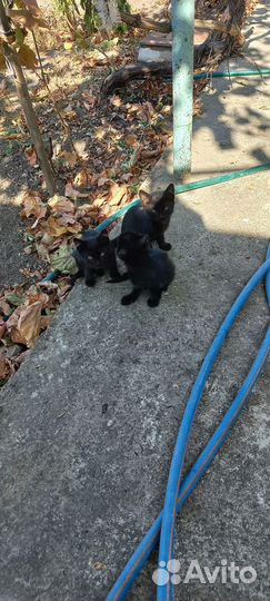 Очаровательные котята