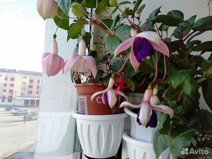 Фуксия