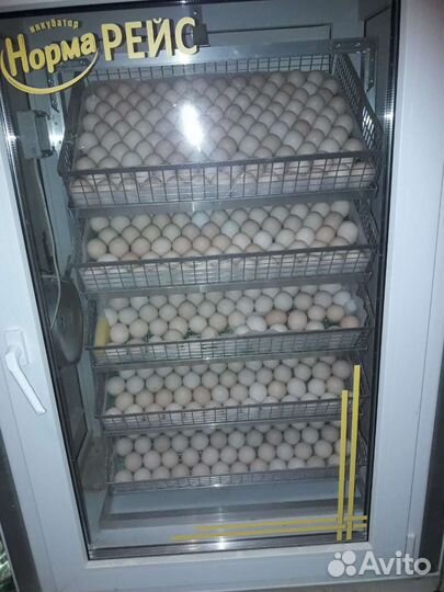 Инкубационное яйцо опт и розница